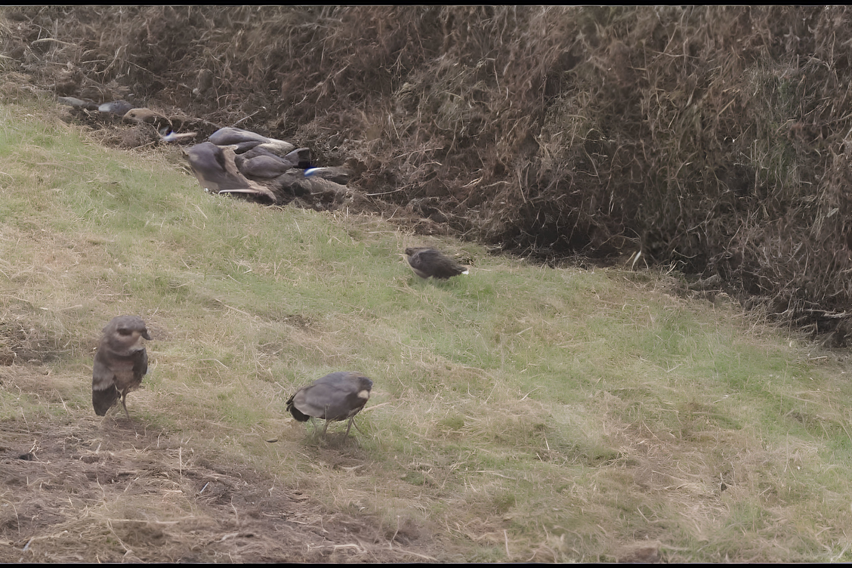 Various Birds Gathering on Grassy Terrain with Dry Shrubs