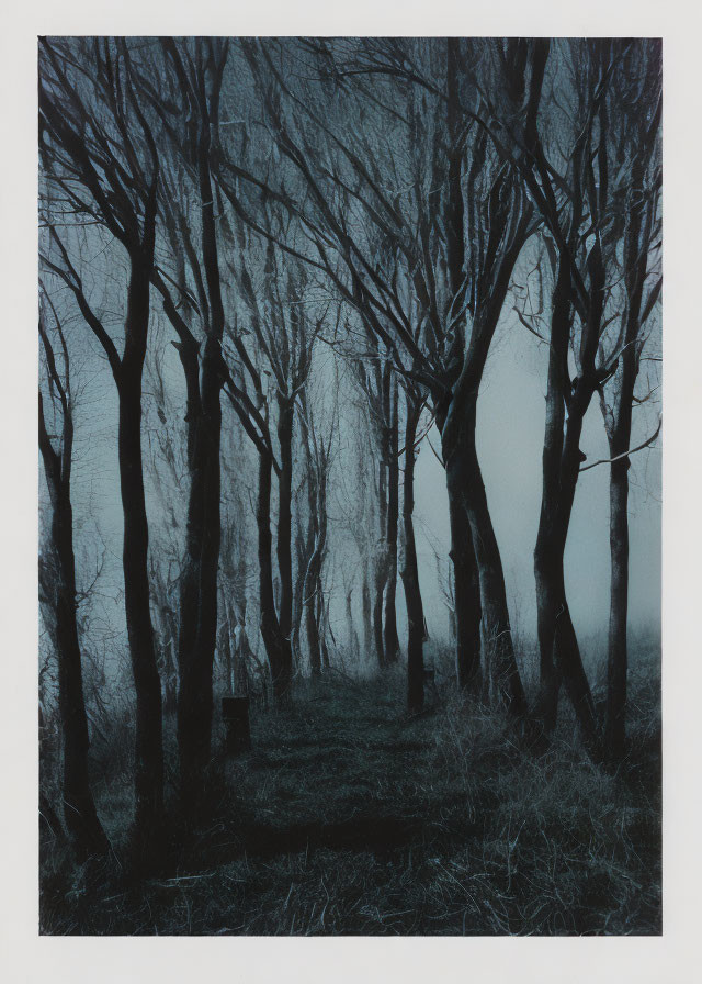 Blue-toned forest scene with bare trees and fog: Mysterious ambiance