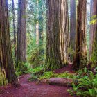 Vintage Trailer Parked in Lush Forest with Campfire and Outdoor Seating