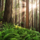 Whimsical forest watercolor with tall trees and serene stream