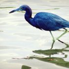 Vibrant Blue Heron Stained Glass Artwork with Floral Patterns