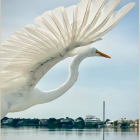 Stylized great egret with flowing feathers beside realistic reflection in water