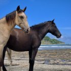 Digital Artwork: Two Horses with Circuitry Designs on Transparent Body