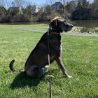 Black and Tan Dog Sitting on Grass with Collar and Leash