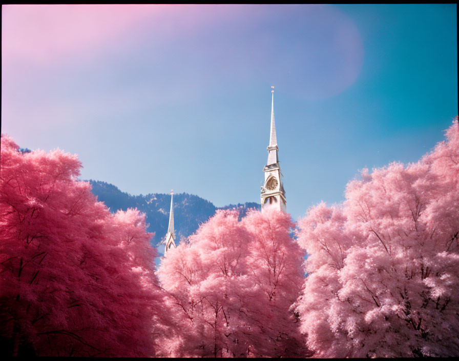 Church spire amidst pink foliage under pink sky with lens flare