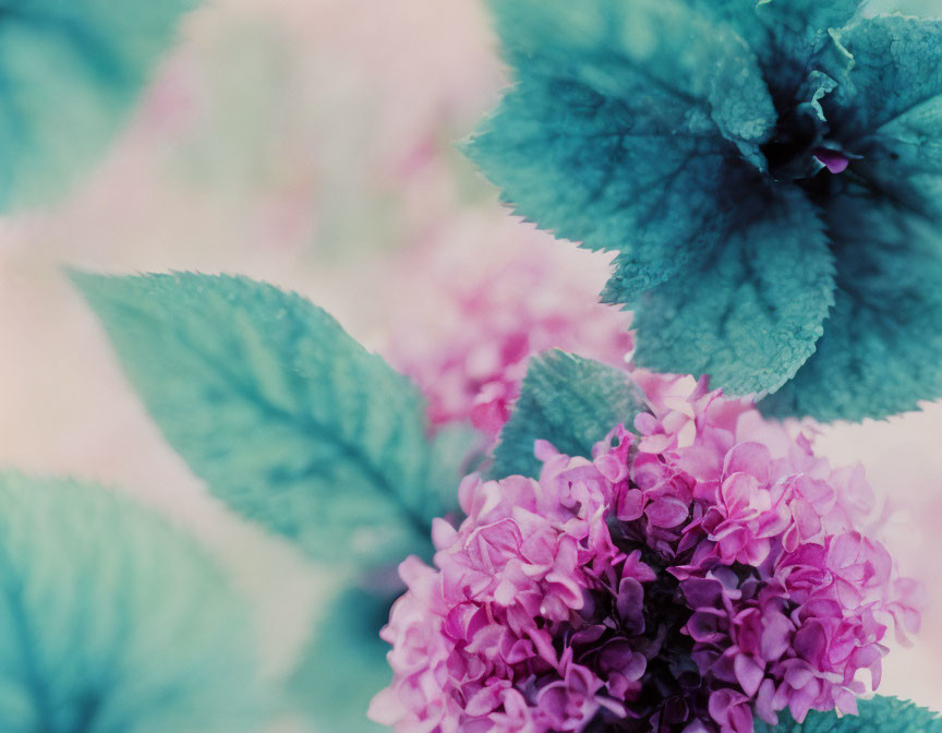 Purple hydrangea with soft green leaves in blurred pastel background.