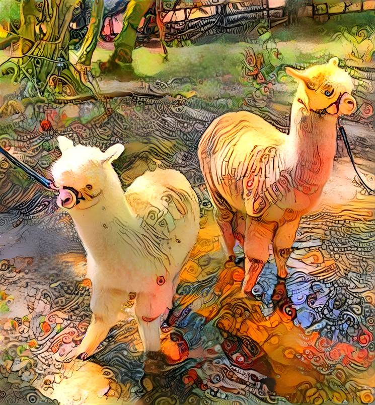 Alpacas