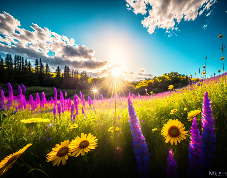 Vibrant sunset over blooming lupines, daisies, and trees under dramatic sky.