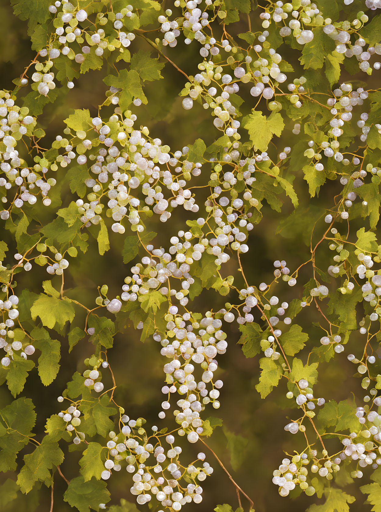 Ripe white grapes clusters on vineyard vines