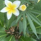 Detailed Botanical Illustration of Lush Foliage and Blooming Flowers