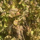 Ripe white grapes clusters on vineyard vines