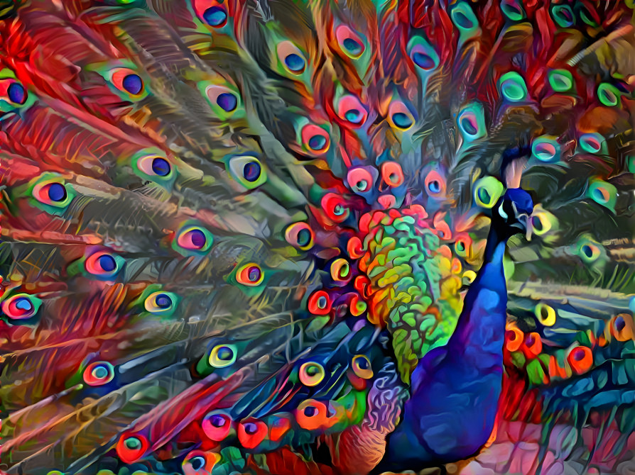 Peacock