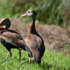 Illustrated ducks and duckling by serene pond with trees and heron