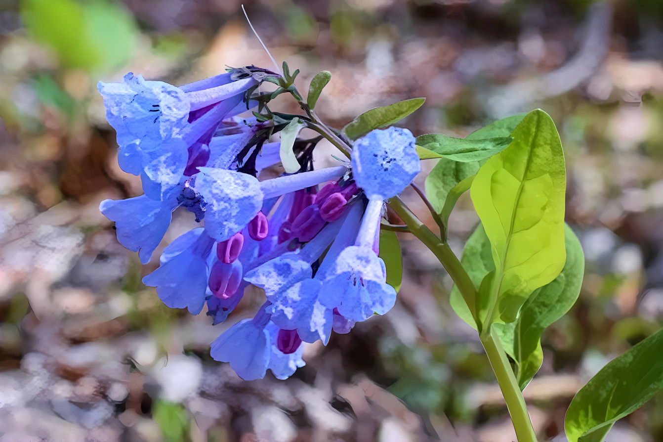 Popielarski Bluebells 