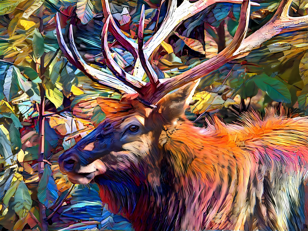 Handsome Bull Elk