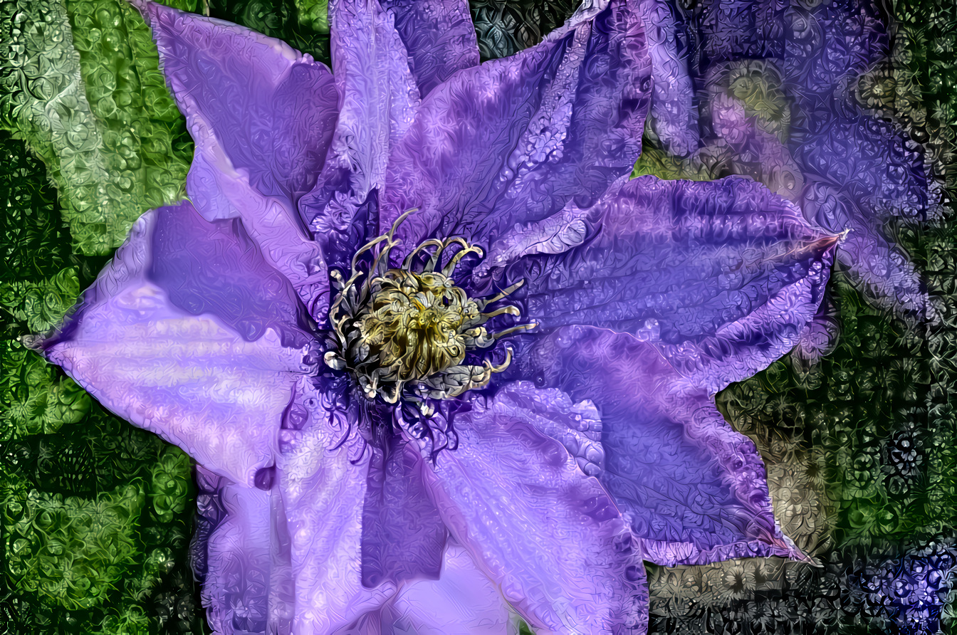 Jackmanii Clematis Purple-itious