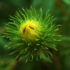 Vibrant Green Rose in Bloom with Soft Light and Buds on Blurred Green Background