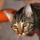 Colorful Cat with Intricate Patterns and Floral Background