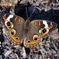 Intricate steampunk-style mechanical insect with metallic body and blue gem-like details on rock surface