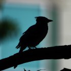 Silhouette of raven on branch with mystical waterfall and starry sky