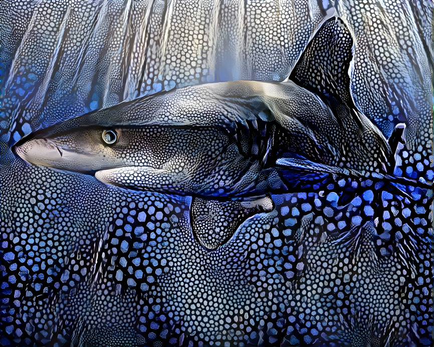 Blue Shark