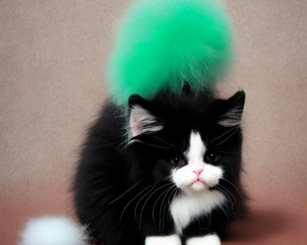 Black and White Kitten with Green Puff on Tan Surface