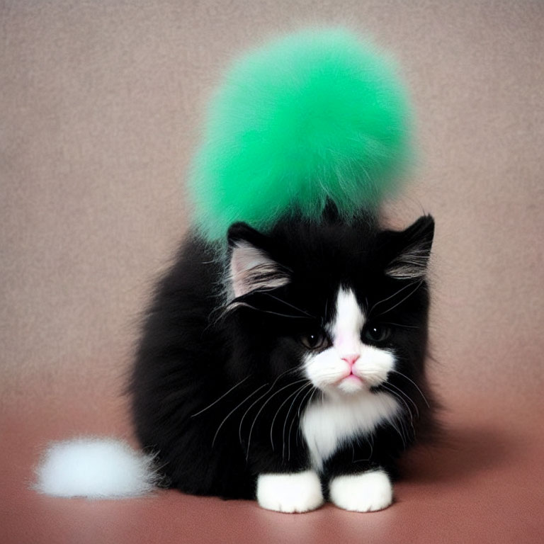 Black and White Kitten with Green Puff on Tan Surface