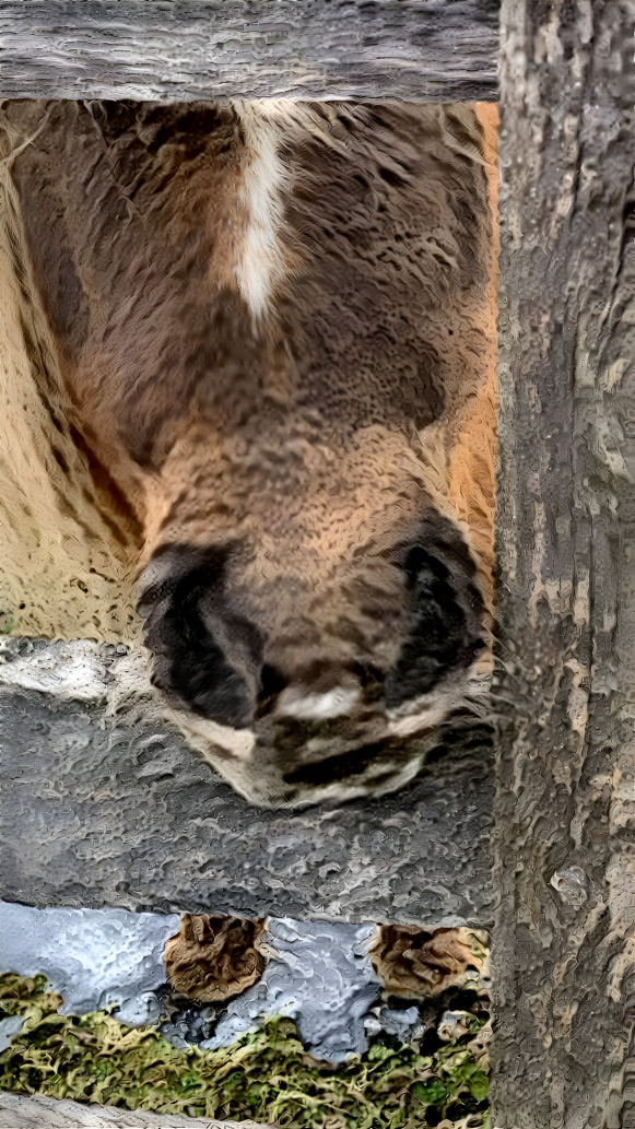 Pony at the fence 2