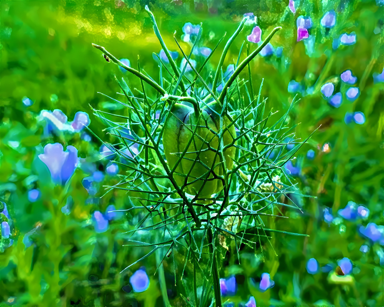 Small miracle! The Nigella damascena --> 