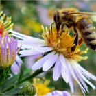 Bee on vibrant purple and yellow flower with water droplets