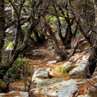 Enchanting forest scene with twisted trees and vibrant leaves