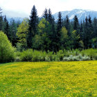 Colorful landscape painting with yellow wildflowers, pine trees, and snowy mountains