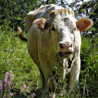 Realistic painting of a cow in a flower-filled field