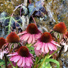 Vibrant Purple Coneflowers with Red Centers and Tree Roots Backdrop