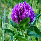 Purple thistle-like flower in full bloom with green leaves and buds on blue-green background