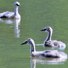 Three Great Crested Grebes Displaying Distinctive Plumage