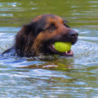 Brown dog swimming with yellow tennis ball in mouth.