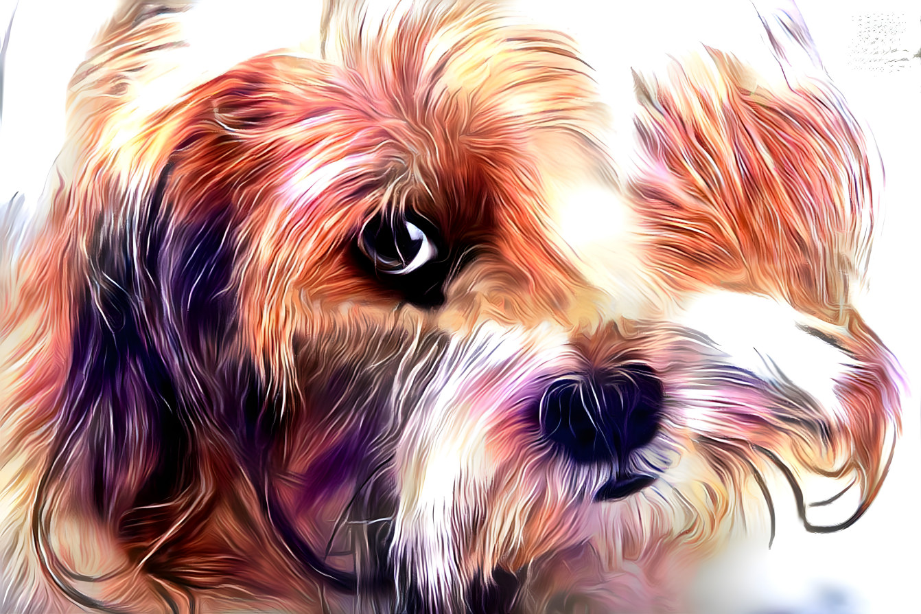 Yorkshire Terrier Dog 02