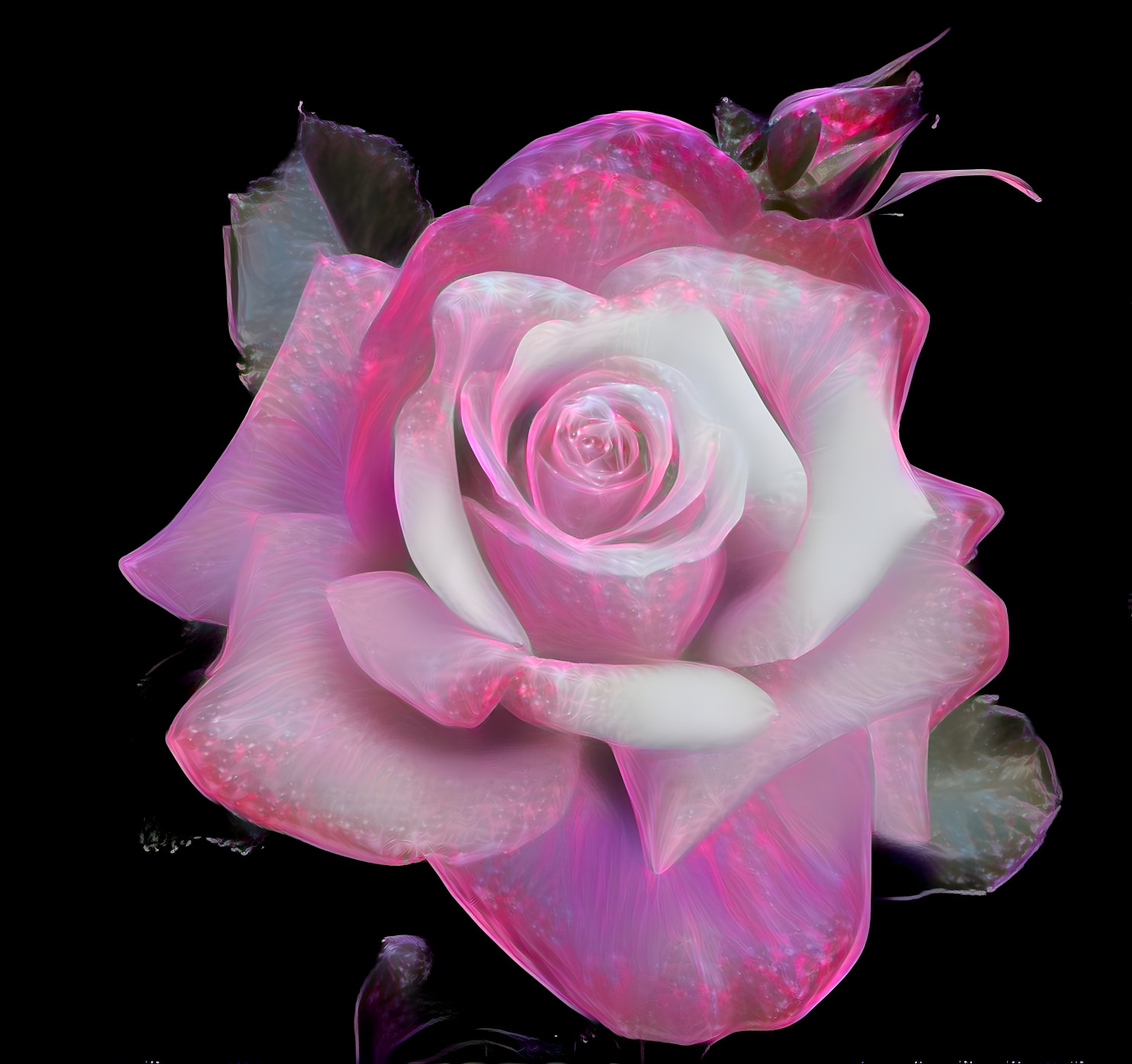 Pink Tea Rose