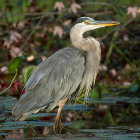 Great Blue Heron Standing Among Lily Pads and Flowers