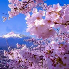 Vibrant pink cherry blossoms on blue background with serene lake.