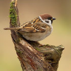 Colorful Sparrow Perched on Tree Stump in Rain with Flowers and Butterfly