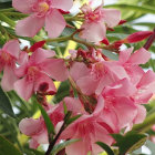 Pink flowers in translucent bubble among lush green foliage