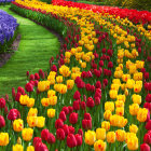 Colorful tulip field and river under bright light