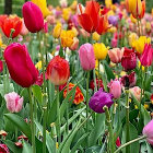 Colorful Flower Field Painting with Red, Pink, Purple, White, and Orange Blooms