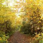 Enchanting Forest Scene with Stream and Sun Rays