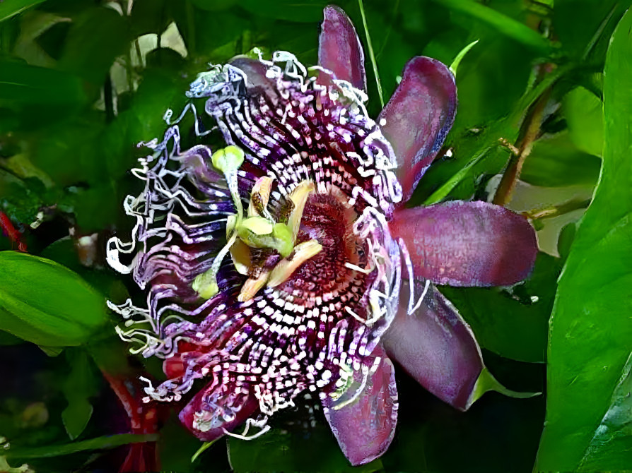 Passiflora 