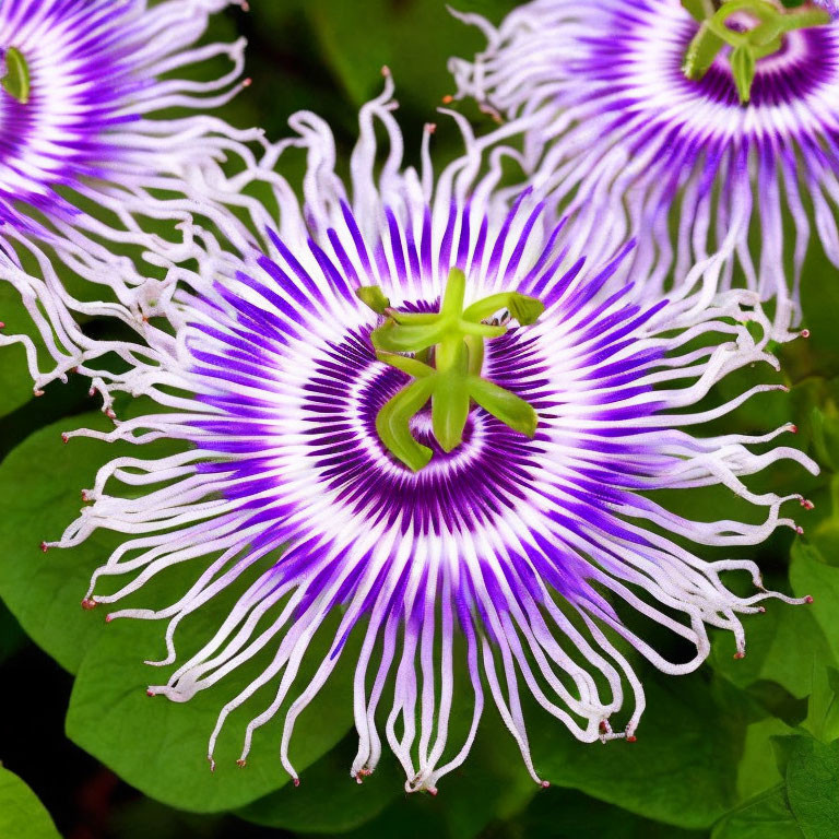 Colorful passion flower with purple and white corona and lush green foliage