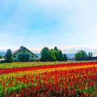 Colorful Watercolor Landscape: Red and Purple Flower Field with Houses, Blue Sky