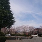 Japanese Garden with Cherry Blossoms, Bridge, Birds, and Blue Sky